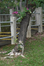 有時砧木萌蘗並開花，一株樹上可長出兩種截然不同的花。從開花狀況可見，此植株的砧木紅花羊蹄甲，接穗為洋紫荊。
