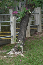 The rootstock sprouts and blossoms, causing two distinct types of flowers bearing on the same individual. The stock and scion of this individual is Bauhinia purpurea L. and <em>Bauhinia</em> × <em>blakeana</em> Dunn respectively shown by the flowering situation.