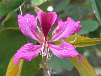 Purplish red petals 5, oblanceolate. The upper petal has dark purplish red streaks from the base to the centre.