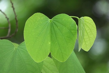 Leaves shaped like sheep hoof. Apex of lobes obtuse.