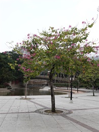 Overview of <em>Bauhinia</em> × <em>blakeana</em> Dunn.