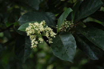 花冠轉黃白色。