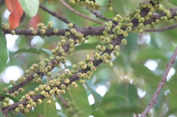 無花果（結構為隱頭花序）扁球體，排列多變，單生、成對或簇生。