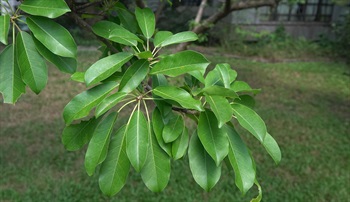 常聚生枝頂，互生或簇生。具纖幼的葉柄。
