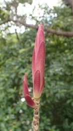 筆管榕枝條上新出的芽苞，嫩時朱紅色，如蘸上朱砂的毛筆頭，因而命為「筆管榕」。