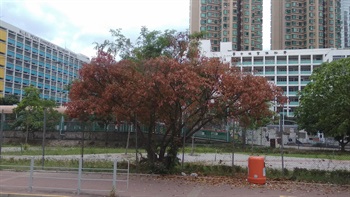 筆管榕換上新葉時的外觀，嫩葉紅褐色。