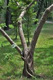 筆管榕的樹幹。有時具氣生根。