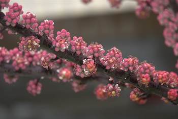 每個傘形花序具10至20朵紫紅色、細小而無梗的花。花朵綻放，雄蕊伸出花冠。