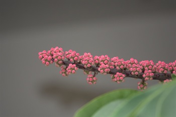 傘樹的花蕾生於近球狀的傘形花序上。