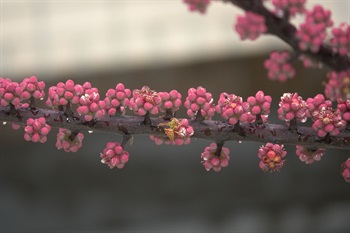 昆蟲在傘樹的花上採蜜。