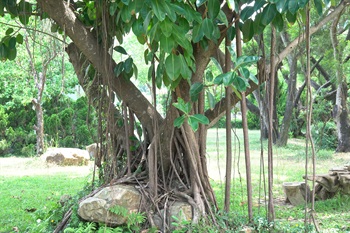 印度榕的樹幹。氣根發達。