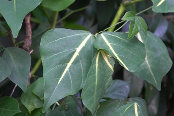 栽培種「黃脈刺桐」的葉中脈及側脈黃色。