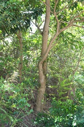 鵝掌柴的樹幹。