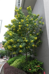 黃槐的外觀。種植於避風處。