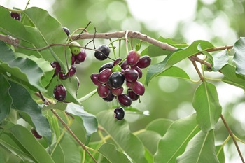 漿果橢圓狀至甕缸狀，光滑，成熟時紅色至紫黑色。頂端有宿存花萼。