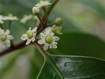 小果鐵冬青的雌花。