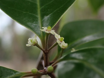 總花梗及花梗被微柔毛。