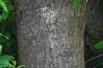 主幹樹皮深灰色或灰褐色，具縱裂紋。
