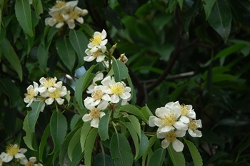 花白色。常4至8朵簇生於枝頂葉腋。花瓣5，倒卵形。