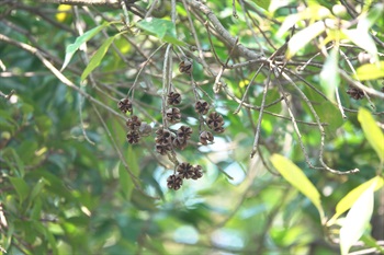 蒴果近球狀，木質，五瓣開裂後露出種子，具狹翅。種子淡褐色，腎形，扁平。