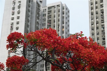 During its flowering period the tree is crowded by red flowers, giving the impression of it being surrounded by fire.