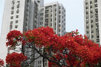 花期時鳳凰木滿樹紅花，像被烈火包圍。