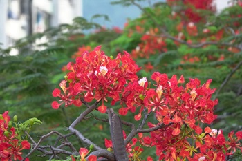 紅花盛放時華彩異常，正紅翠綠相映照，有如鳳凰揚首。