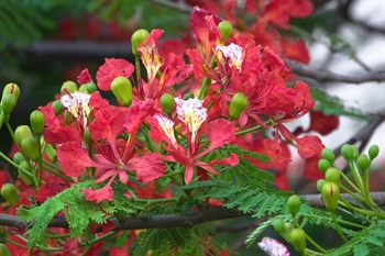 Close up of flower. Scarlet petals 5. The upper petal shows conspicuous yellowish and whitish patches.