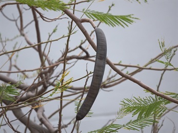 Legume, slightly curved, blackish brown.