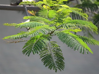 Even-bipinnately compound leaf, looks like a bird's feather.