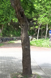 鳳凰木的樹幹。