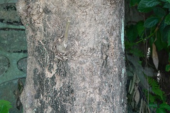 主幹樹皮灰色至灰褐色。