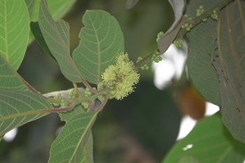 假柿木薑子的雄花序，腋生，花小，黃白色。常4至6朵簇生於短枝。