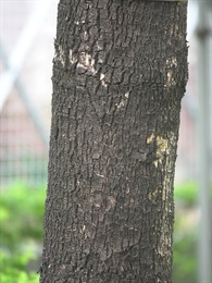 Bark of trunk greyish brown, with longitudinal cracks.