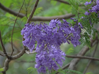 紫藍色。花冠漏斗狀，多少呈二唇形。花冠筒頂端5裂，裂片近圓形。