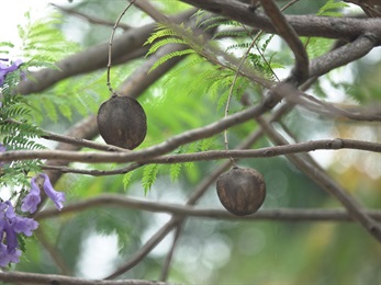 Capsules oblate, woody, thicker at middle part, thinning outwards, uneven, dark brown when mature. Shaped like a bell.