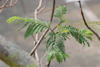 Bipinnately compound, opposite. Lateral leaflets narrowly elliptic, apex abruptly acuminate. Terminal leaflets larger, ovate-lanceolate, apex long-acuminate.