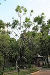 Overview of <em>Jacaranda mimosifolia</em> D. Don.