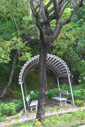 Trunk of <em>Jacaranda mimosifolia</em> D. Don.