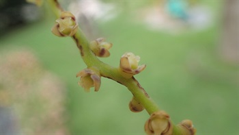 雌花花瓣及萼片均3枚。雌花萼片黃綠色，闊卵形至圓形。