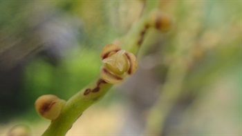 雌花花瓣淡黃色，卵圓形。