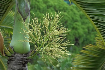 花單性，雌雄同株同序。花序直立，3至4回分枝。