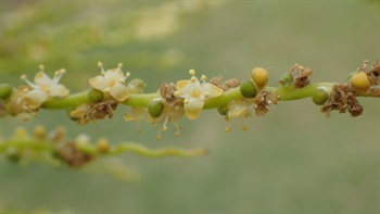 花常6至8朵簇生於小穗軸（末回分枝），排成一行。