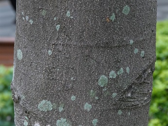 主幹樹皮淡褐色至灰色，薄鱗片狀開裂。