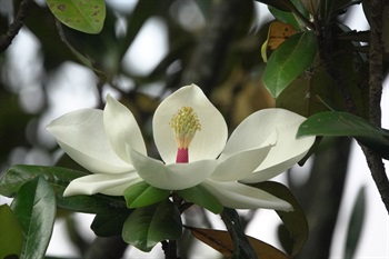 白色，芳香，直立，狀若荷花，亦如碗狀。花被片倒卵形。雌蕊群橢圓狀，密被淡黃色長絨毛。