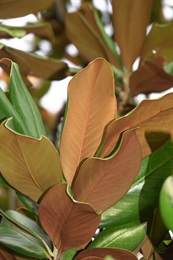 葉底密被褐色至灰褐色短絨毛。