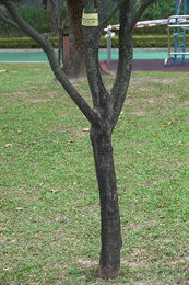 荷花玉蘭的樹幹。