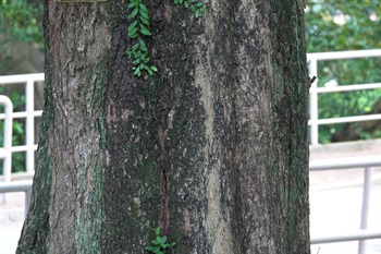 Bark of trunk grey, coarse, with longitudinal cracks or peeling off in flakes.