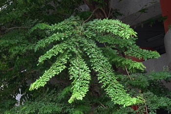 Branches slightly drooping. Compound leaves often arranged in orders.