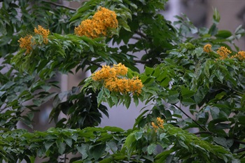 黃色。花序上有花多數。花萼鐘狀、略彎。